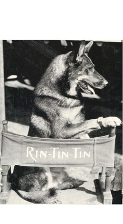 Rin Tin Tin's Yuma Adventure – Yuma History Guy